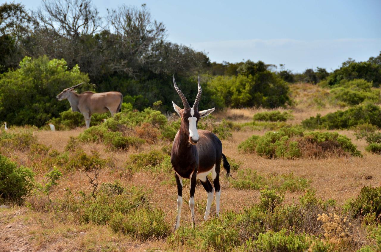 De Hoop Collection Suites De Hoop Nature Reserve Exterior foto